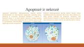 Apoptozė ir nekrozė. Apoptazės eiga ir reikšmė 3 puslapis