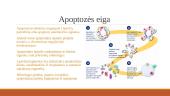 Apoptozė ir nekrozė. Apoptazės eiga ir reikšmė 4 puslapis