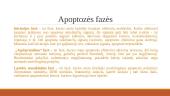 Apoptozė ir nekrozė. Apoptazės eiga ir reikšmė 6 puslapis