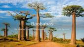 Baobabas