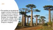 Baobabas 5 puslapis