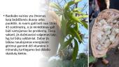 Baobabas 8 puslapis