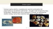 Gintaras – gamtinis polimeras (skaidrės) 7 puslapis
