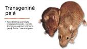 Transgeniniai gyvūnai 7 puslapis