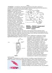 Virškinimo sistemos evoliucija 2 puslapis