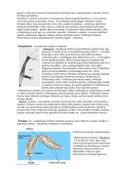 Virškinimo sistemos evoliucija 3 puslapis