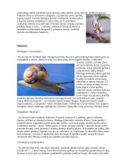 Virškinimo sistemos evoliucija 6 puslapis