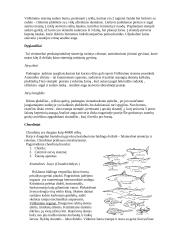 Virškinimo sistemos evoliucija 7 puslapis