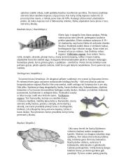 Virškinimo sistemos evoliucija 8 puslapis