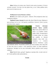 Vištiniai paukščiai Lietuvoje 12 puslapis