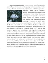 Vištiniai paukščiai Lietuvoje 4 puslapis