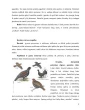 Vištiniai paukščiai Lietuvoje 8 puslapis
