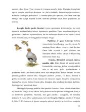 Vištiniai paukščiai Lietuvoje 10 puslapis