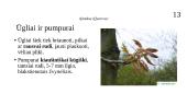 Ąžuolas (Quercus) 16 puslapis
