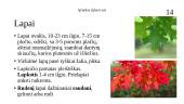 Ąžuolas (Quercus) 17 puslapis