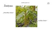 Ąžuolas (Quercus) 18 puslapis
