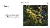 Ąžuolas (Quercus) 19 puslapis