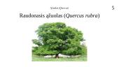 Ąžuolas (Quercus) 8 puslapis