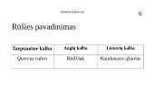 Ąžuolas (Quercus) 9 puslapis