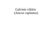 Galvinis vikšris (Juncus capitatus)