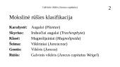 Galvinis vikšris (Juncus capitatus) 2 puslapis