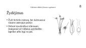Galvinis vikšris (Juncus capitatus) 11 puslapis
