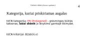 Galvinis vikšris (Juncus capitatus) 5 puslapis