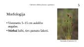 Galvinis vikšris (Juncus capitatus) 6 puslapis