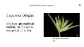 Galvinis vikšris (Juncus capitatus) 7 puslapis