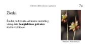 Galvinis vikšris (Juncus capitatus) 8 puslapis