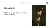 Galvinis vikšris (Juncus capitatus) 9 puslapis