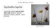 Galvinis vikšris (Juncus capitatus) 10 puslapis