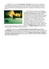 Vorai ir vorų tipai 10 puslapis