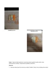 Osmoso tyrimas augalinėse ląstelėse 2 puslapis