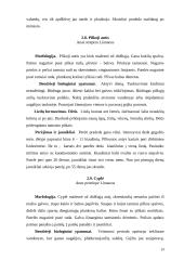 Žąsiniai paukščiai 12 puslapis