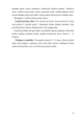 Žąsiniai paukščiai 19 puslapis