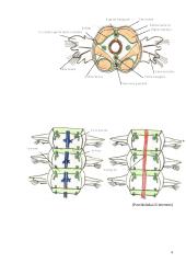 Žieduotuojų kirmėlių kraujo histologija 4 puslapis