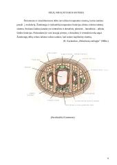 Žieduotuojų kirmėlių kraujo histologija 6 puslapis