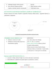 Ignas Šeinius ir „Kuprelio“ analizė 5 puslapis