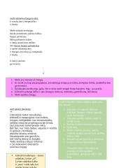 Erichas Marija Remarkas. „Vakarų fronte nieko naujo“ analizė 13 puslapis