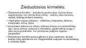 Kirminų pasaulis 7 puslapis