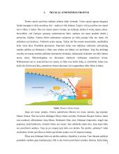 Aplinkos fizika. škvalai, uraganai, viesulai 6 puslapis