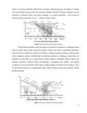 Aplinkos fizika. škvalai, uraganai, viesulai 8 puslapis