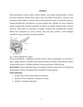 Patinų nevaisingumas 4 puslapis