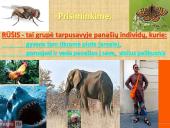 Vabzdžių sistematika sistematika – gamtos pažinimo raktas 2 puslapis