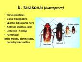 Vabzdžių sistematika sistematika – gamtos pažinimo raktas 11 puslapis