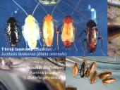 Vabzdžių sistematika sistematika – gamtos pažinimo raktas 12 puslapis