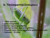 Vabzdžių sistematika sistematika – gamtos pažinimo raktas 13 puslapis