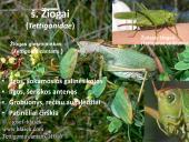 Vabzdžių sistematika sistematika – gamtos pažinimo raktas 14 puslapis