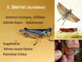 Vabzdžių sistematika sistematika – gamtos pažinimo raktas 15 puslapis